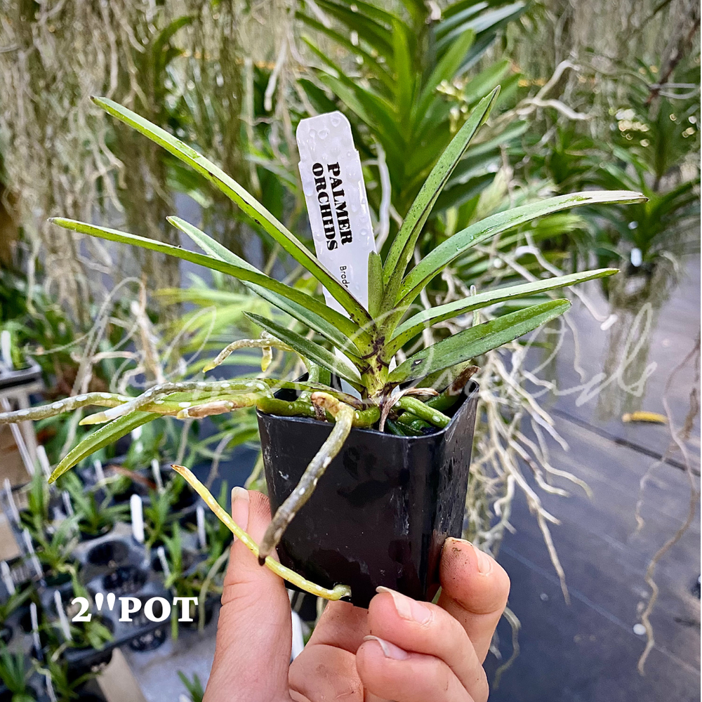Pda. Kyra Green 'Minghus' AM/AOS — Palmer Orchids